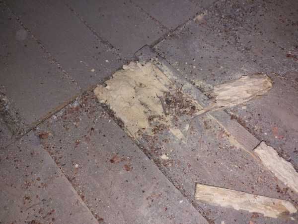 Plancher en bois d’un grenier attaqué par un insecte xylophage