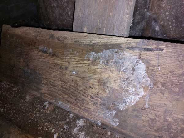 Mycélium sur une planche dans une cave